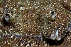 Eyes in the sand. by Miguel Cortes 